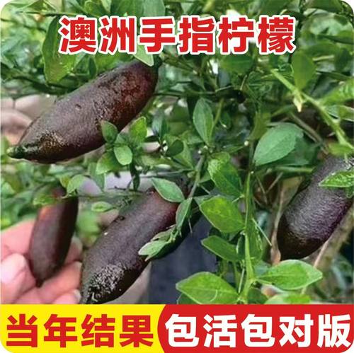 手指柠檬树苗澳洲新品种柠檬苗嫁接香柠当年结果精选种植盆栽地栽