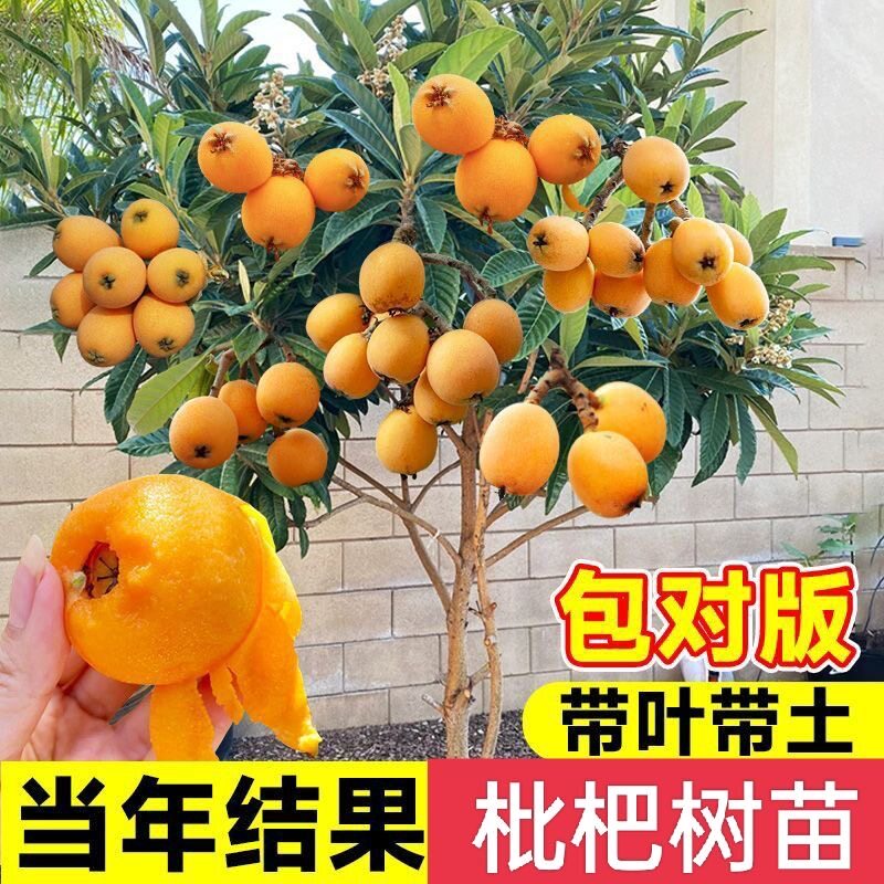 枇杷果苗无核砂糖枇杷苗无核枇杷树苗嫁接盆栽特大庭种植当年结果