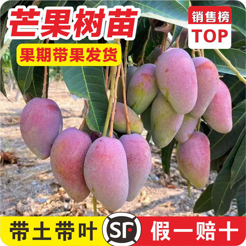 四季芒果苗树贵妃芒果树果苗南北方种植庭院耐寒嫁接枝条水果树苗