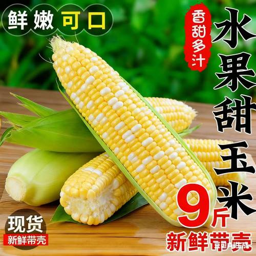 水果玉米新鲜甜脆玉米棒膳食0脂