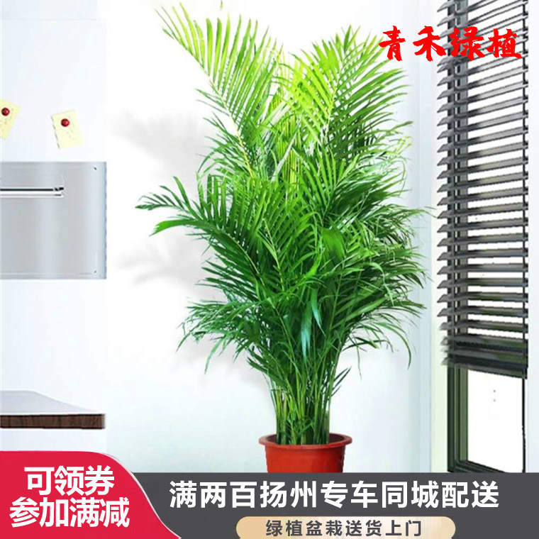 夏威夷凤尾竹盆栽大绿植办公室客厅净化空气花卉扬州南京配送上门