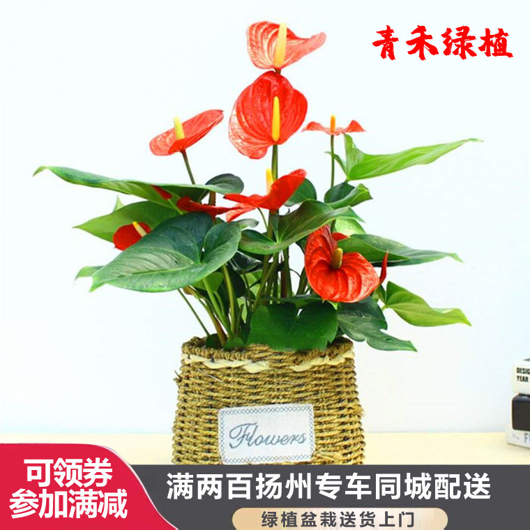 红掌盆栽花卉绿植四季常开红色花朵开业观叶植物扬州南京配送上门