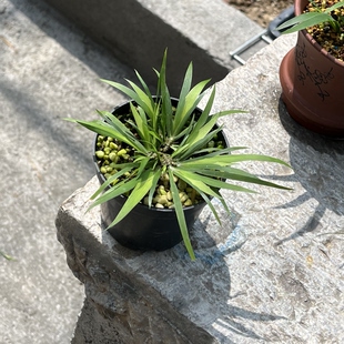 名贵稀有菖蒲品种牛顶菖蒲素材苗自家培育牛顶菖蒲