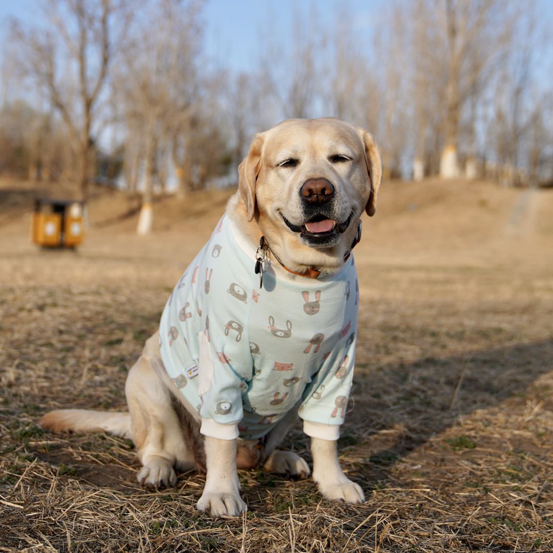 春季大促candy silin宠物大狗狗可爱护肘衣保护关节金毛拉不拉多