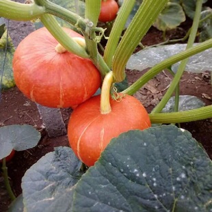 新鲜现摘低糖小金瓜万圣节装 饰红皮南瓜倭瓜幼儿辅食精致南瓜盅