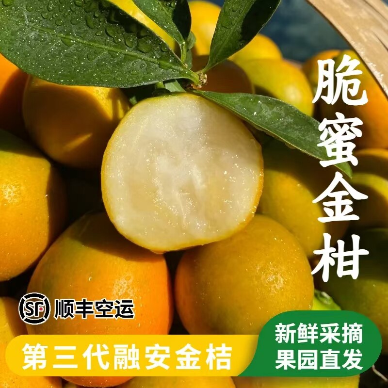 顺丰包邮脆蜜金桔融安特产正宗第三代金桔纯甜爆汁脆密鲜果礼盒装
