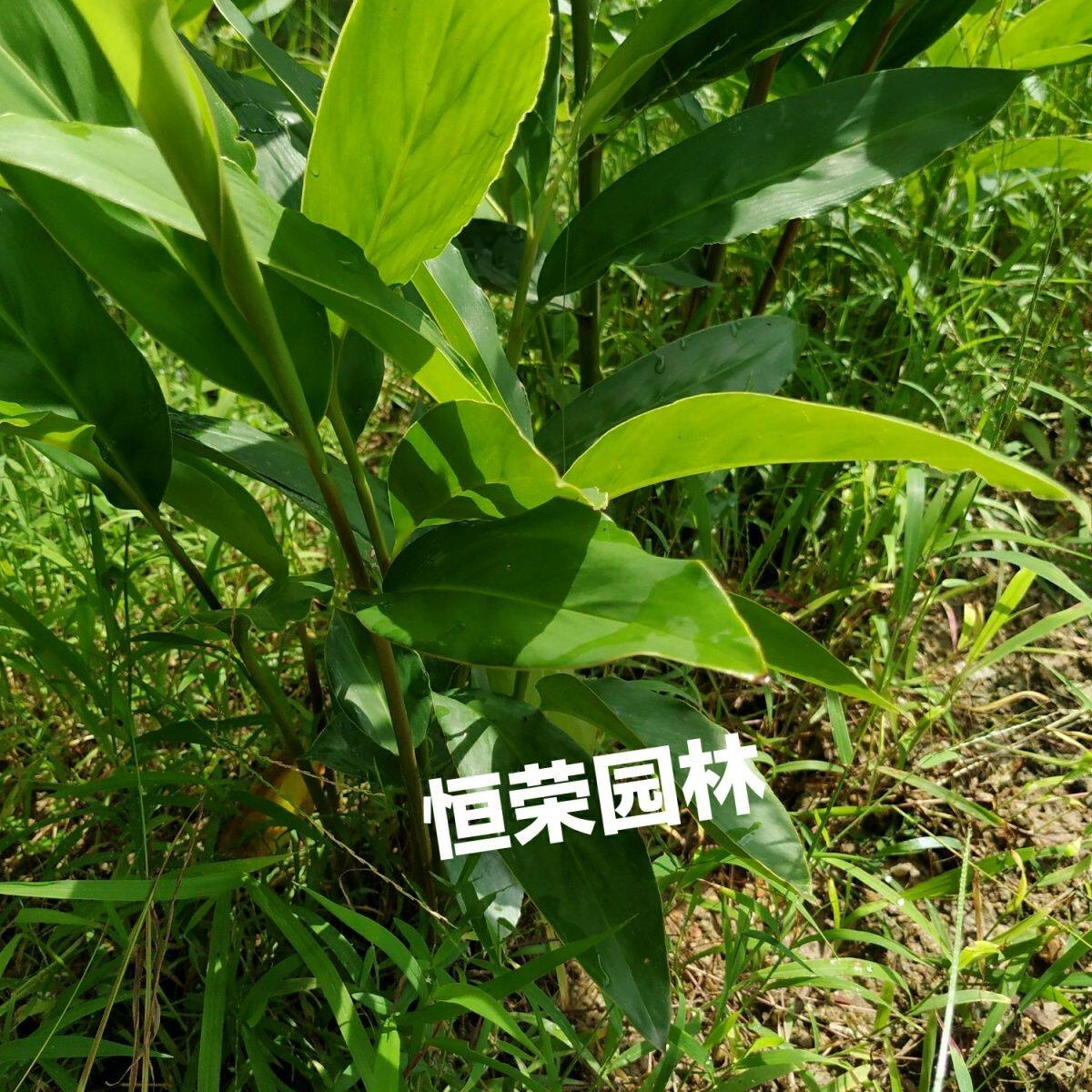 南姜苗南姜头可食用可种植芦苇姜头部盆栽苗火锅调料冬阴功山姜苗