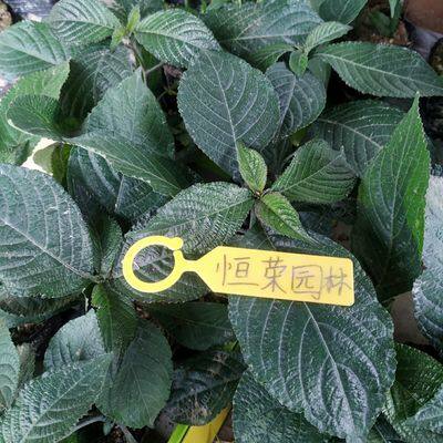 黑面将军苗 马来西亚直立黑面神 黑将军 地毯草化石草绿植植物