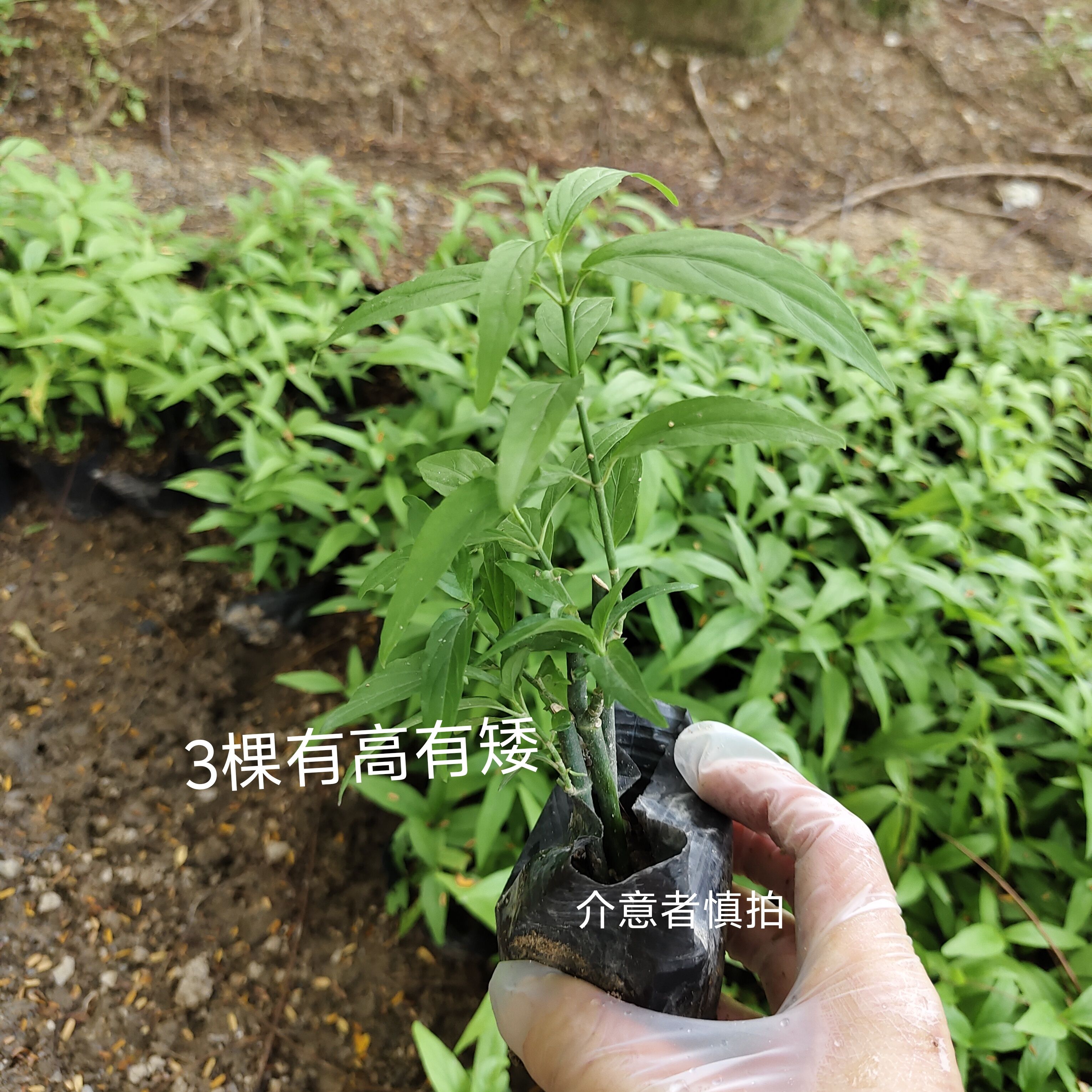 正宗马来西亚鳄嘴花 小叶黎王草桌面绿植