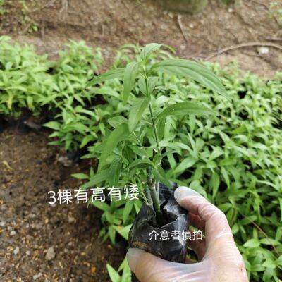 正宗马来西亚鳄嘴花 小叶黎王草绿植 忧遁草盆栽苗 室外阳台绿植