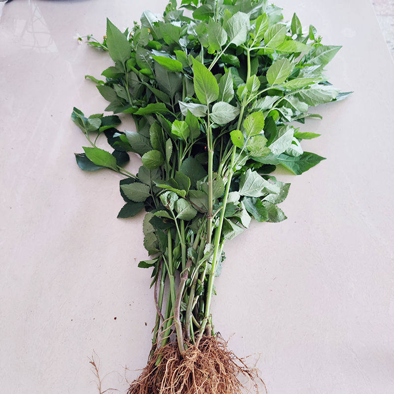 新鲜鬼针草三叶黄花 鬼针草有叶有杆带籽 四方苦楝四方机 鬼针草