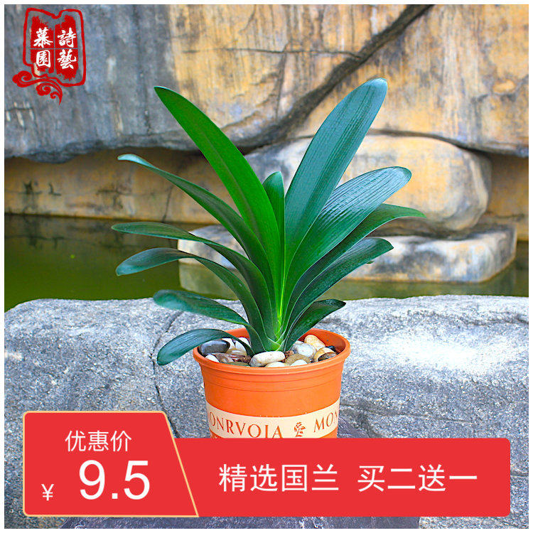 君子兰国兰细长叶促销包邮当年开花室内办公室绿植吸甲醛净化空气