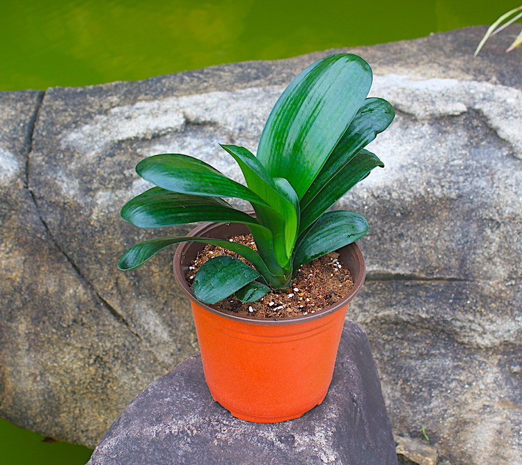 君子兰精品宽叶圆头11-13片叶子室内高档植物绿植盆栽花卉吸甲醛