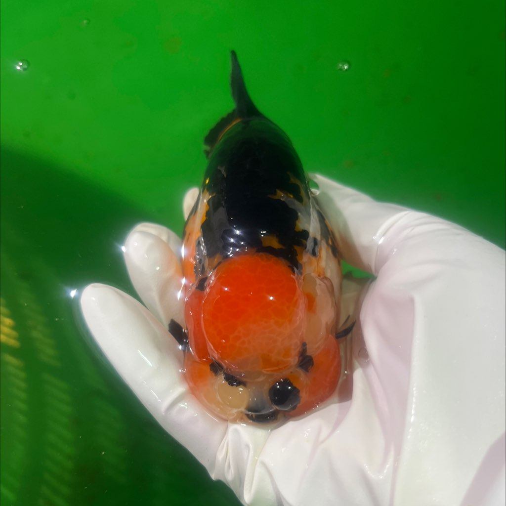 虎尺寸12 －13公鱼,宠物/宠物食品及用品,鱼,淘宝优惠券,粉丝福利购,淘宝优惠卷