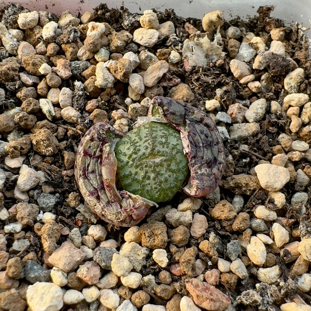 毒液杂特,鲜花速递/花卉仿真/绿植园艺,多肉植物,淘宝优惠券,粉丝福利购,淘宝优惠卷