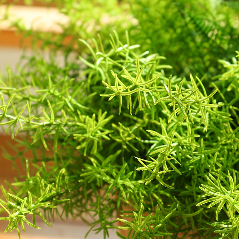 餐厅植物绿化多少钱 餐厅植物绿化优惠券免费领取 有条鱼