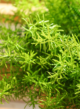 仿真景观植物墙餐厅花瓶点缀蕨草
