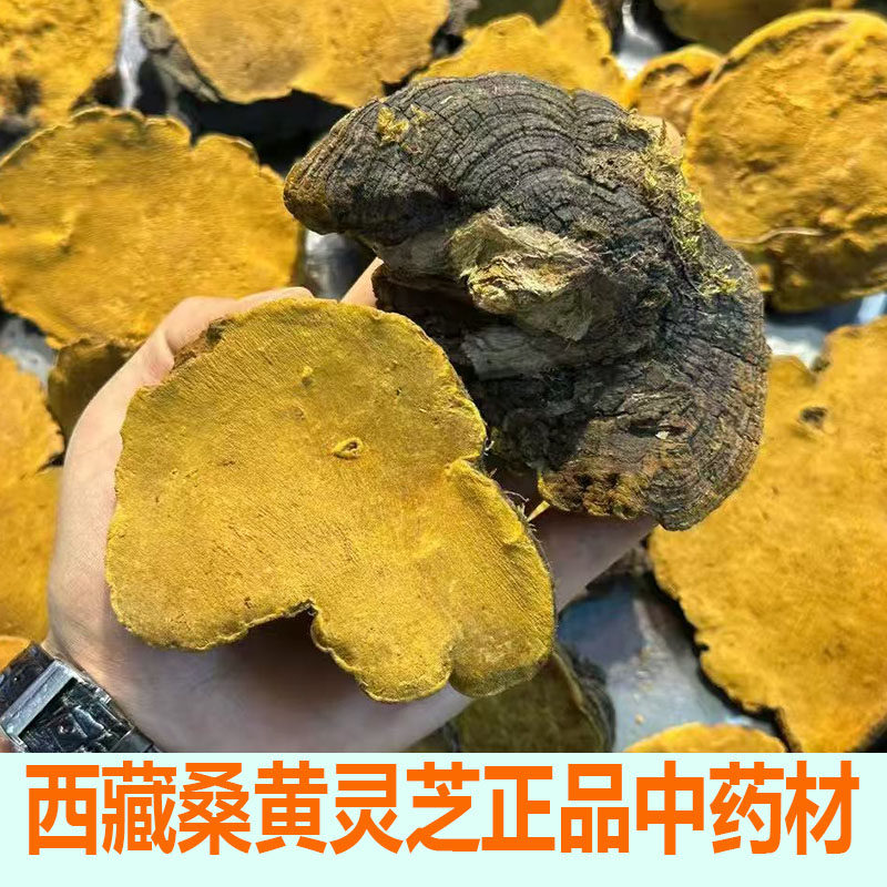 西藏桑树桑黄灵芝整枝正品中药材