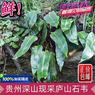 贵州深山现采中草药新鲜庐山石韦 大石韦 光板石韦 金星草包邮