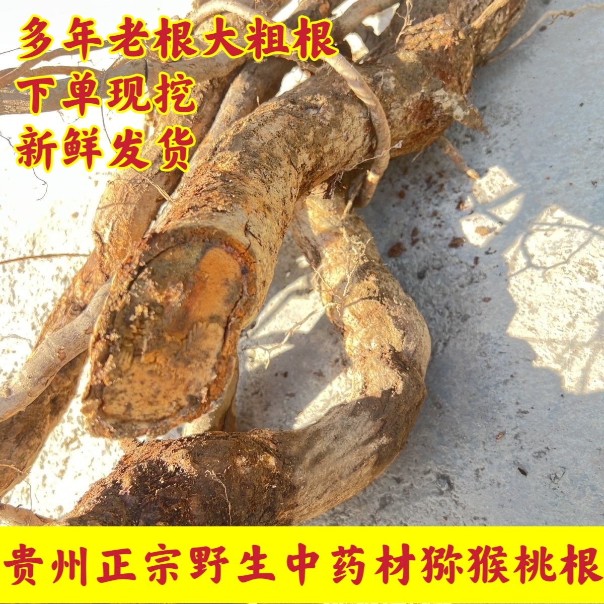 贵州正品野生中药材雄猕猴桃根老根藤梨根雄洋桃根新鲜现挖发货