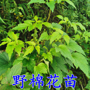 贵州野棉花苗 满天星、野牡丹、接骨莲、铁蒿、水棉花、土白头翁