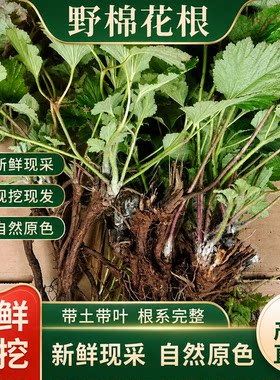 贵州深山野棉花根现挖现发 贵州打破碗花花根 新鲜中药材500g包邮