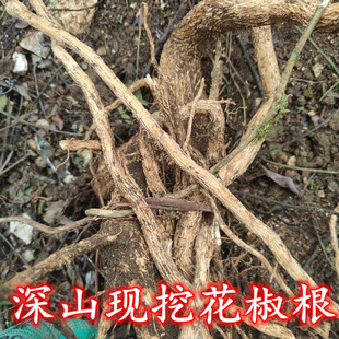 现挖新鲜野花椒根 花椒树根 狗屎椒野花椒中药材山花椒根500g包邮
