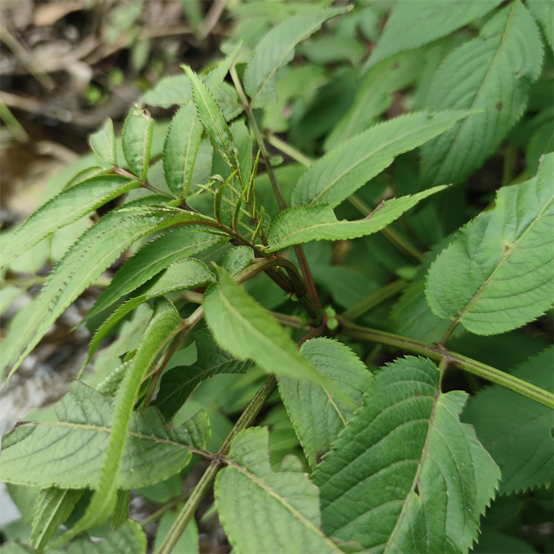 贵州深山中草药接骨草红母鸡药排风藤八棱麻大臭草小接骨丹秧心草
