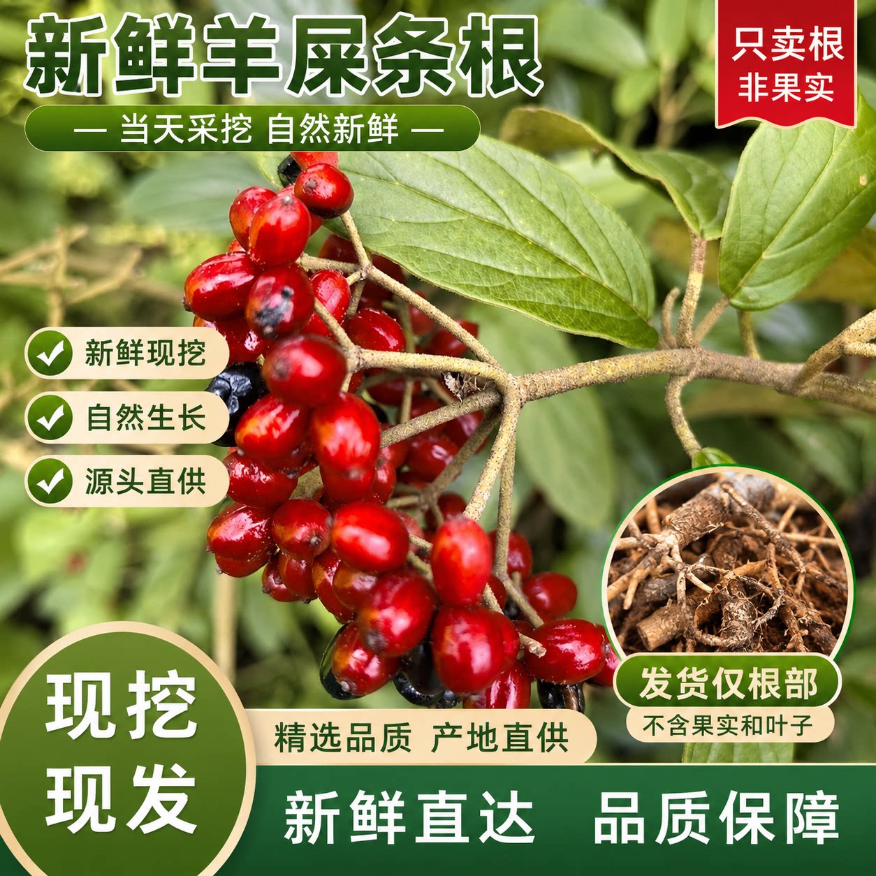 贵州深山羊屎条根新鲜烟管荚蒾羊