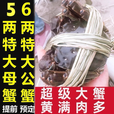 去绳净重蟹农直发鲜活螃蟹顺丰