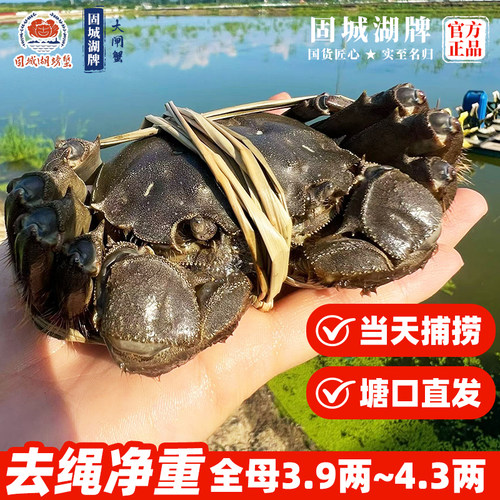 鲜活固城湖大闸蟹全母净重4两