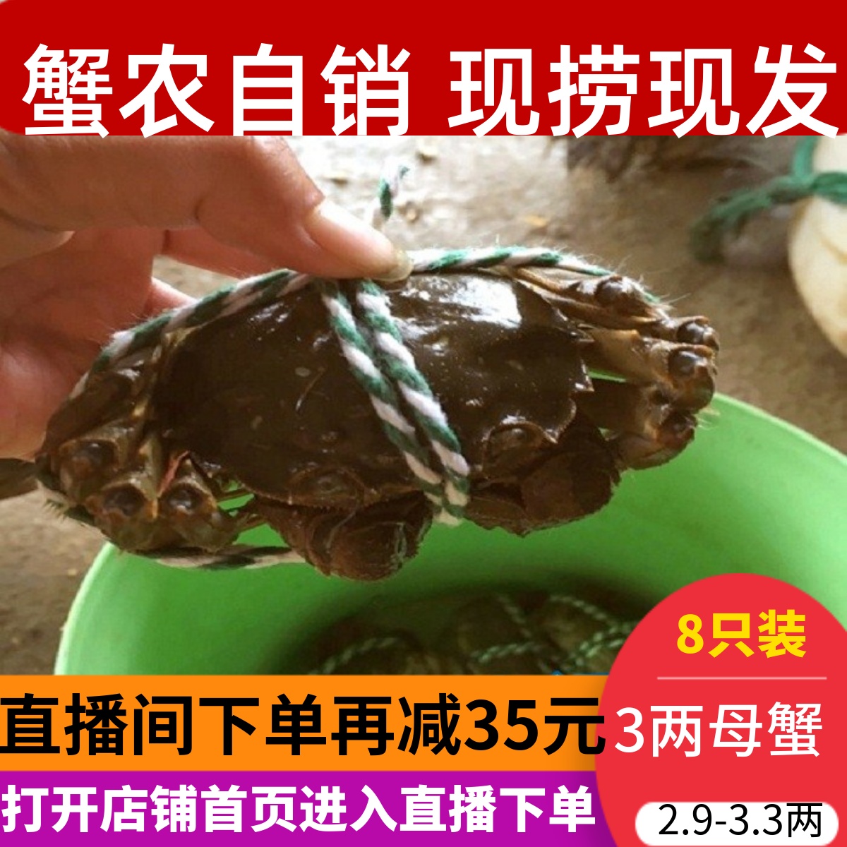 去绳净重2.9-3.3两全母蟹8只