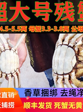 特大号残蟹鲜活大闸蟹断脚残次残疾蟹公4.5两母3.5两6只顺丰包邮