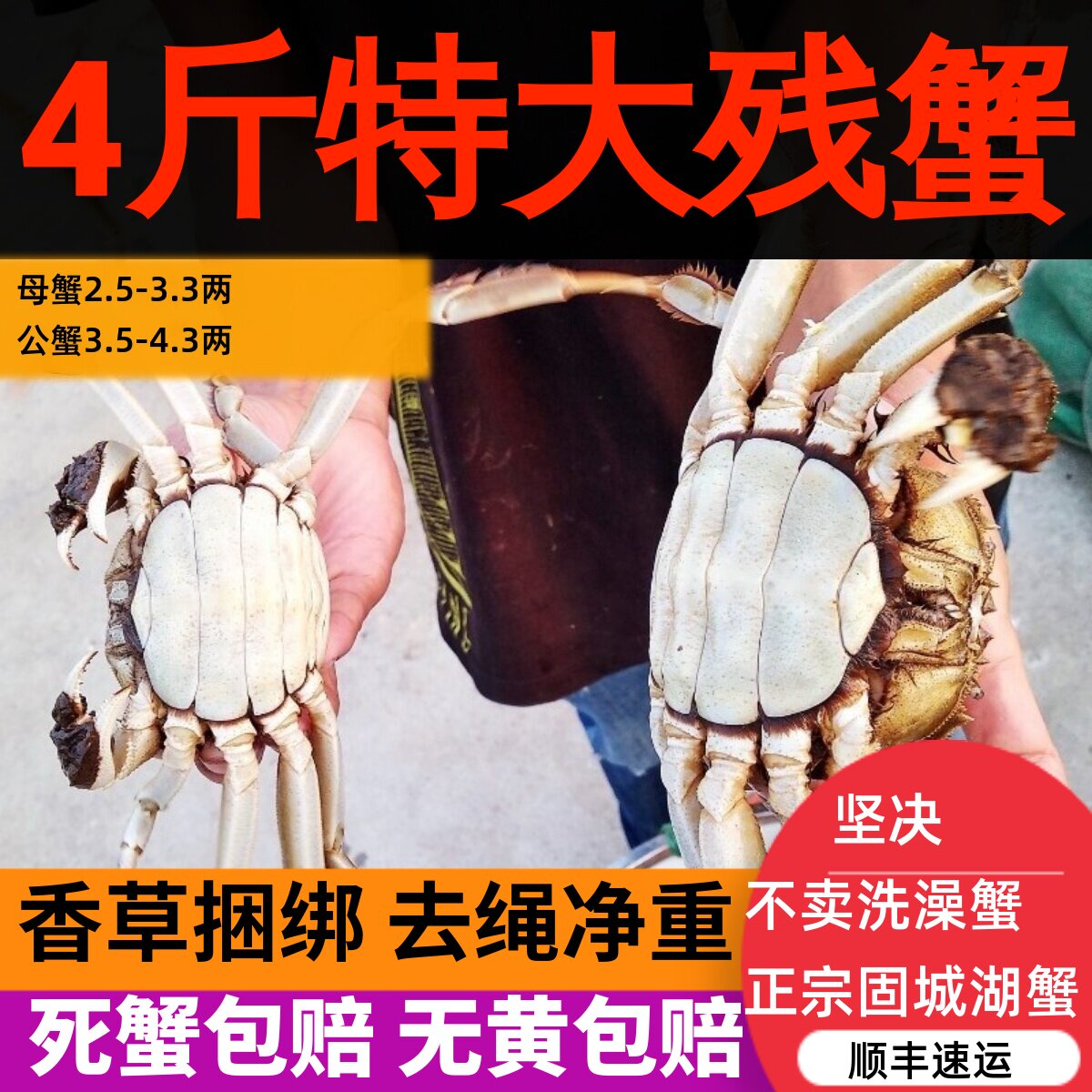 活蟹4斤断脚蟹固城湖大闸蟹特大残次鲜活螃蟹公3.5-4.3母2.5-3.3