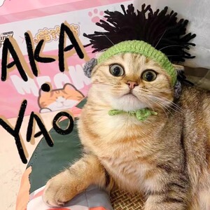 猫咪帽子搞怪可爱搞怪小海狸毛线帽宠物头套狗狗头饰手工编织猫猫