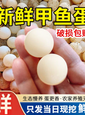 农家新鲜甲鱼蛋当天现挖现发