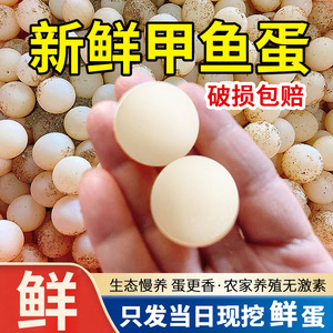 农家新鲜甲鱼蛋当天现挖现发
