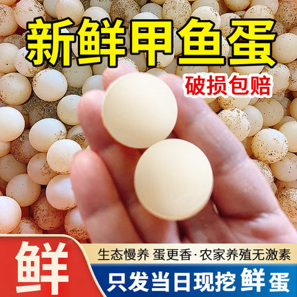 农家新鲜甲鱼蛋120枚食用原生水鱼土鳖团鱼蛋自养王八蛋宝宝辅食