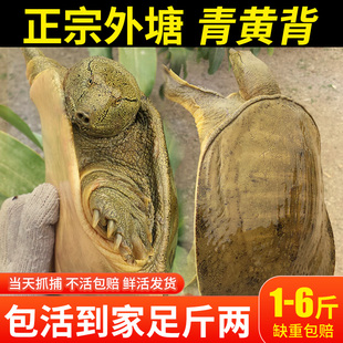 外塘甲鱼鲜活体公母鳖野外生态放养老鳖甲鱼水鱼团鱼王八食用甲鱼