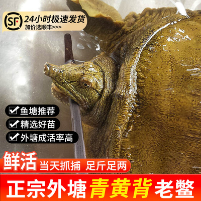 外塘活甲鱼苗青黄背老鳖鱼塘推荐