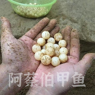 外塘小甲鱼苗活体养殖水鱼王八苗中华鳖苗包货活放养小甲鱼