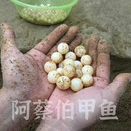 外塘小甲鱼苗活体养殖水鱼王八苗中华鳖苗包货活放养小甲鱼