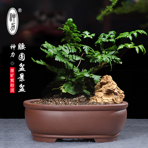 紫砂花盆 盆景盆 长方形  腰元花盆室内假山盆景盆菖蒲盆景花盆