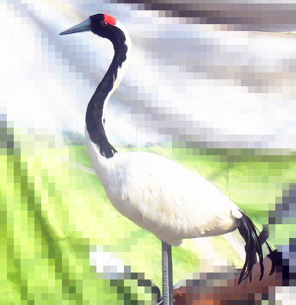 定做各种仿真动物 白鹭仿真鸟模型 仿真丹顶鹤 一点红仙鹤