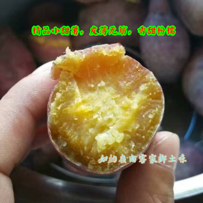 如约岭南新鲜红薯  心香板栗薯 小甜薯 惠东无污染山区 5斤装包邮