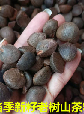 天然农家山茶籽油茶籽榨油原料自榨山茶子果茶枯茶籽粉带壳油料