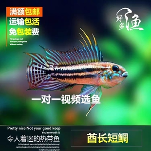 南美短鲷鱼苗热带观赏鱼超红阿卡西火焰阿卡西血红维吉塔小鱼鱼苗
