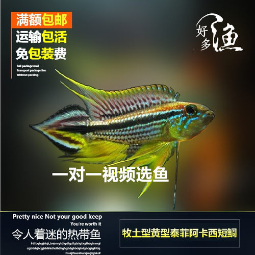 泰菲阿卡西短鲷南美热带观赏鱼