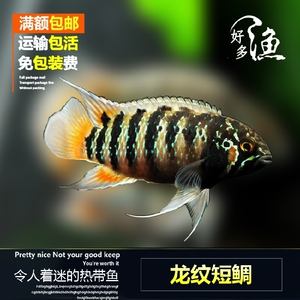 南美短鲷图卡诺龙纹短鲷野生F1短鲷观赏鱼小型体鱼龙纹短鲷F1