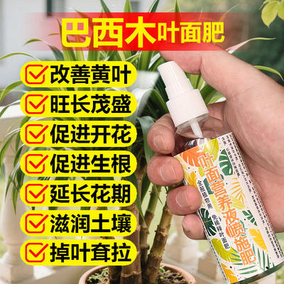 巴西木专用肥料盆栽土培水培营养液叶子卷曲软塌焦黄桔萎叶面肥料